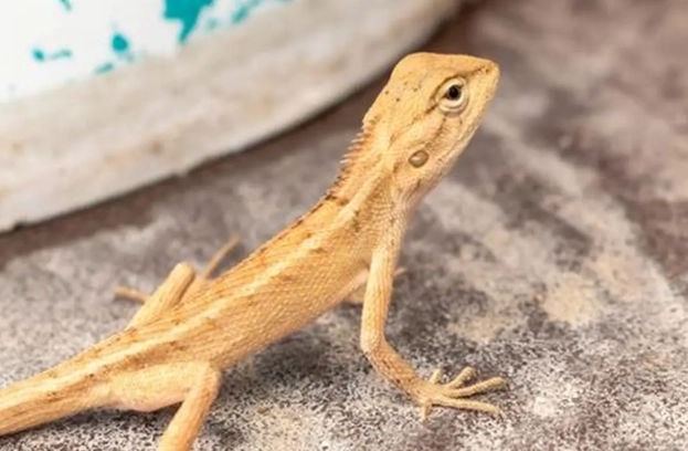 守宮吃什麼？完整食物清單與餵食指南（新手必看）