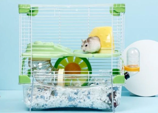倉鼠降溫方法