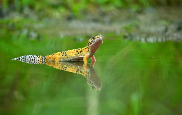 守宫可以吃什么昆虫