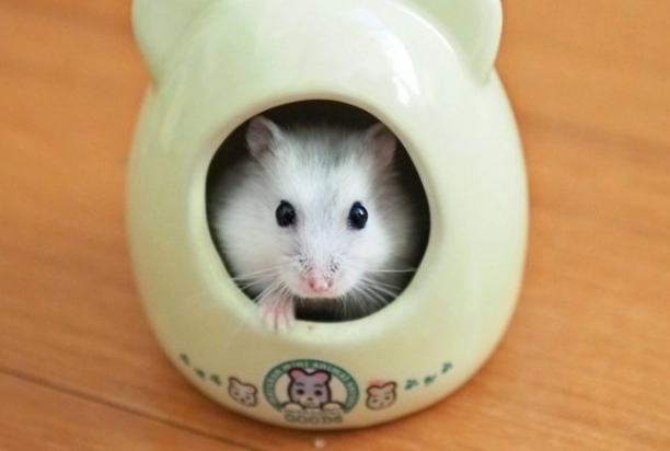 寵物鼠健康照護 寵物鼠健康照護