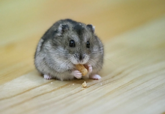 倉鼠營養補充 倉鼠營養補充