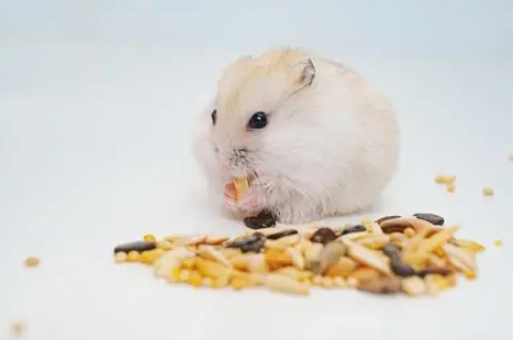 倉鼠保健食品 倉鼠保健食品