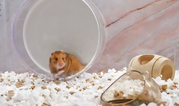 倉鼠貧血症狀 倉鼠貧血症狀