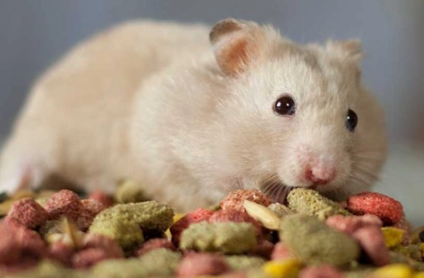 倉鼠可以吃大番茄嗎