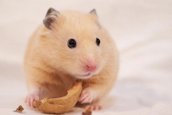 番茄餵食方法 番茄餵食方法