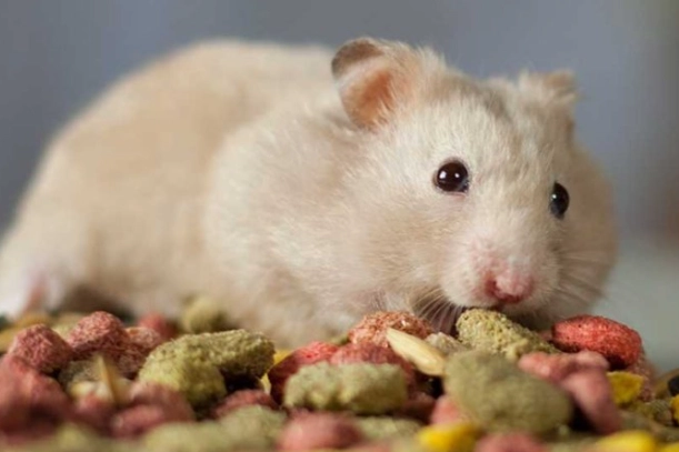 倉鼠可以吃蛋嗎