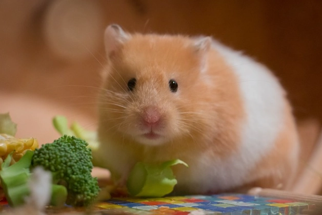 倉鼠貧血症狀 倉鼠貧血症狀