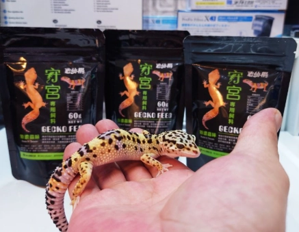 守宮飼料全攻略：選擇、餵養與疑難排解一次看懂