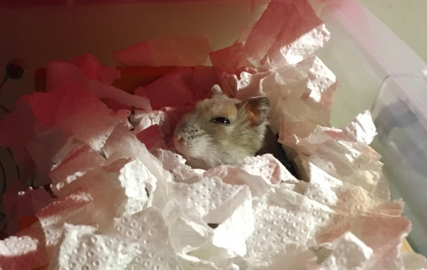 倉鼠補血食物 倉鼠補血食物