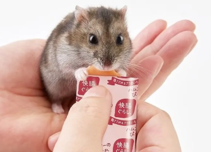 倉鼠零食推薦 倉鼠零食推薦