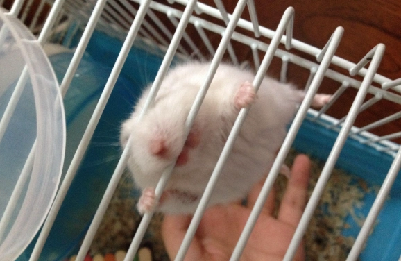 倉鼠降溫方法