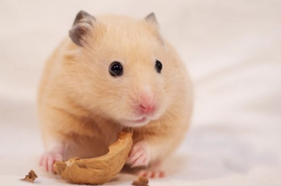 寵物鼠營養補充 寵物鼠營養補充