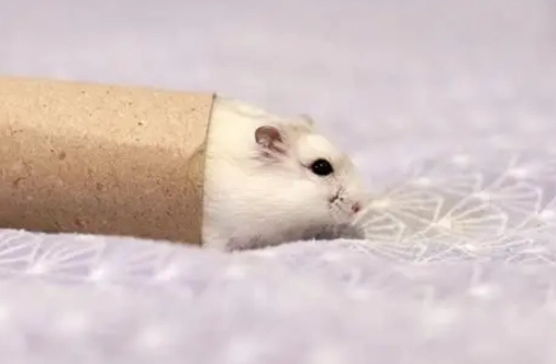 倉鼠餵食指南 倉鼠餵食指南