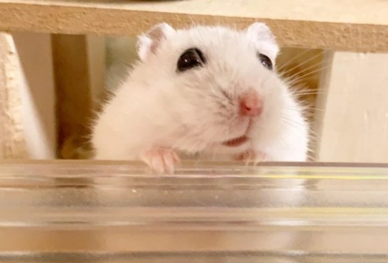 番茄餵食方法 番茄餵食方法