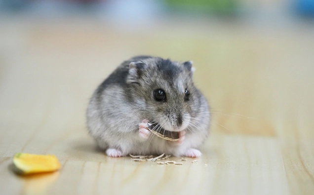 倉鼠飲食安全 倉鼠飲食安全