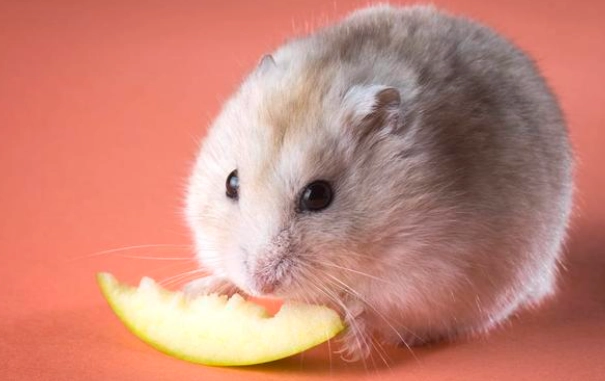 寵物鼠健康照護 寵物鼠健康照護