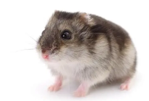 倉鼠飲食 倉鼠飲食