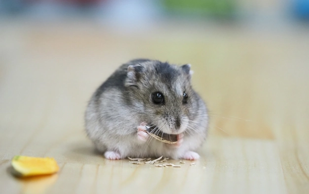 倉鼠餵食指南 倉鼠餵食指南