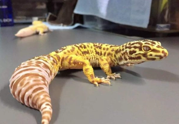 寵物守宮尋找 寵物守宮尋找