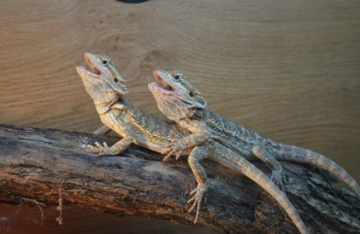 鬆獅蜥脫皮原因