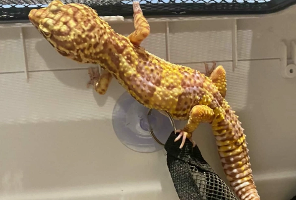 守宮眼睛紅腫 守宮眼睛紅腫