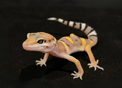 豹紋守宮聲音 豹紋守宮聲音