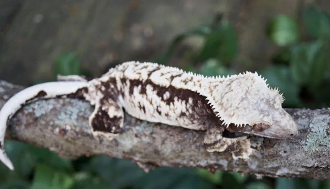 豹紋守宮眼睛問題 豹紋守宮眼睛問題