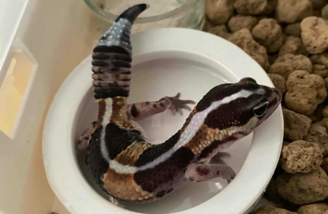 守宮壁虎可以養嗎 守宮壁虎可以養嗎