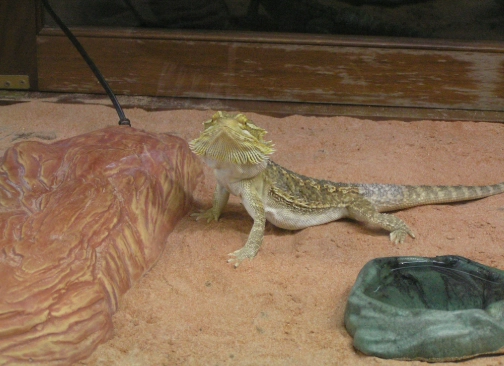 鬆獅蜥脫皮照顧