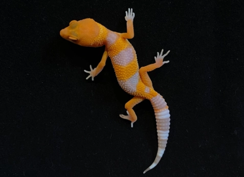 守宮發情照顧 守宮發情照顧