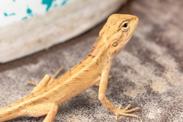 守宮可以吃菜嗎