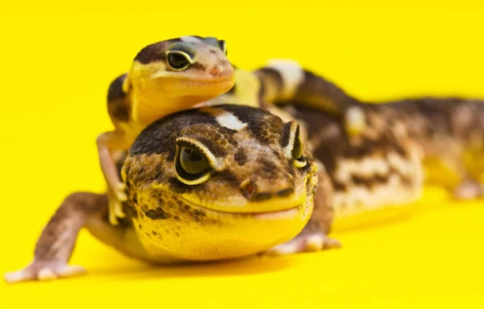 守宮叫聲是代表什麼