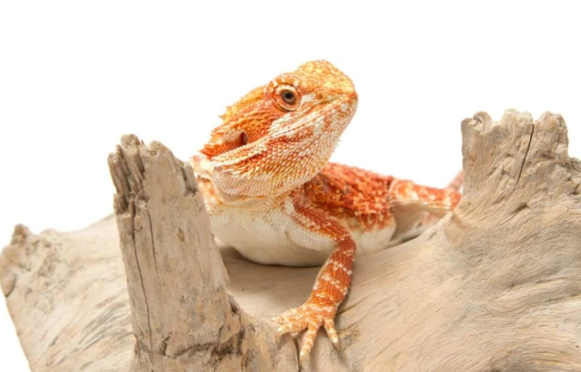 鬆獅蜥脫皮週期