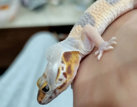 寵物守宮尋找 寵物守宮尋找