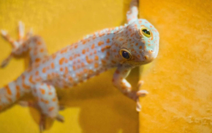 豹紋守宮眼睛問題 豹紋守宮眼睛問題