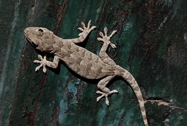 守宮壁虎差異 守宮壁虎差異