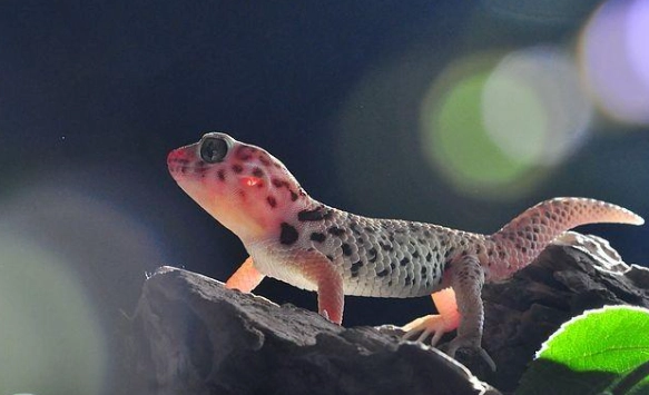 寵物守宮尋找 寵物守宮尋找