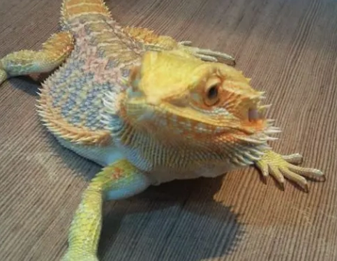 鬆獅蜥脫皮不順