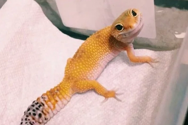 如何分辨守宮壁虎 如何分辨守宮壁虎