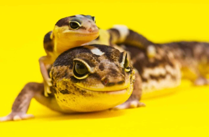 守宮眼睛發炎 守宮眼睛發炎