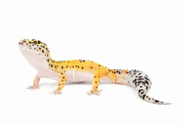 豹紋守宮健康 豹紋守宮健康