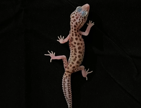 豹紋守宮聲音 豹紋守宮聲音