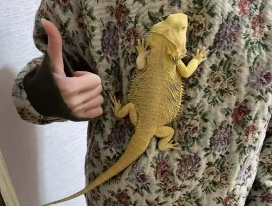 鬆獅蜥脫皮照顧