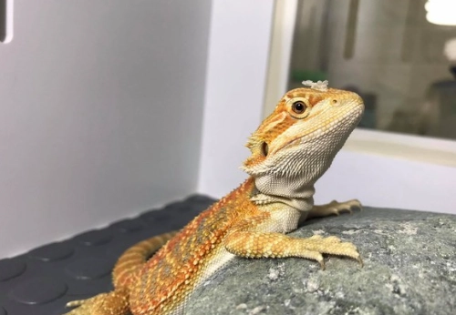 鬆獅蜥脫皮時間