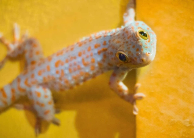 守宮為什麼會叫