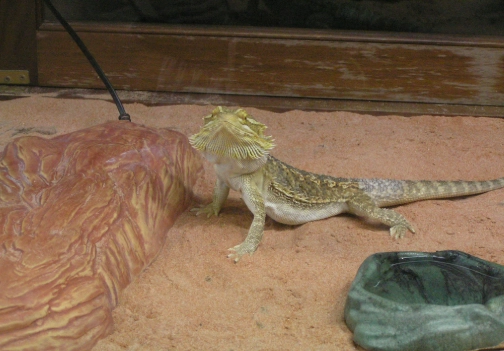 鬆獅蜥脫皮護理