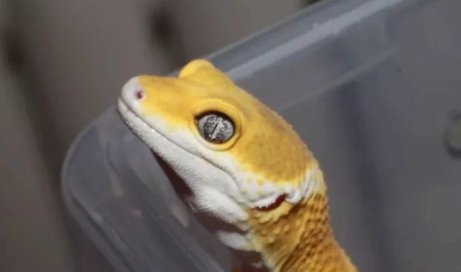 豹紋守宮眼睛問題 豹紋守宮眼睛問題