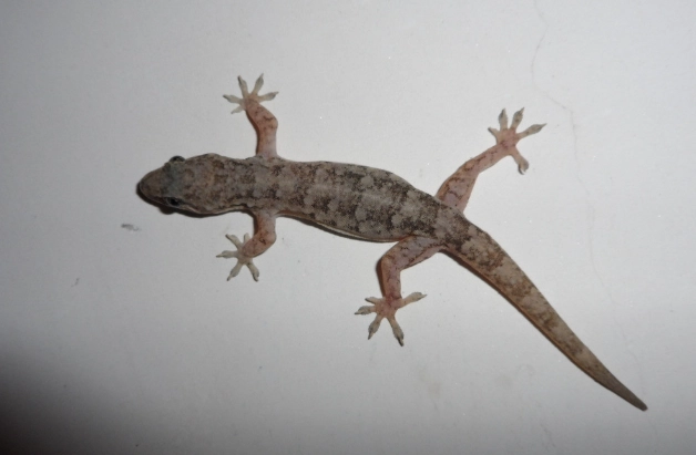 守宮壁虎差異 守宮壁虎差異