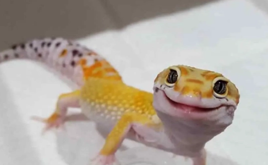 如何分辨守宮壁虎 如何分辨守宮壁虎