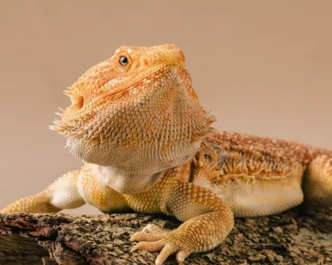 鬆獅蜥脫皮照顧